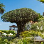 mudanzas Icod de los Vinos - Tenerife norte